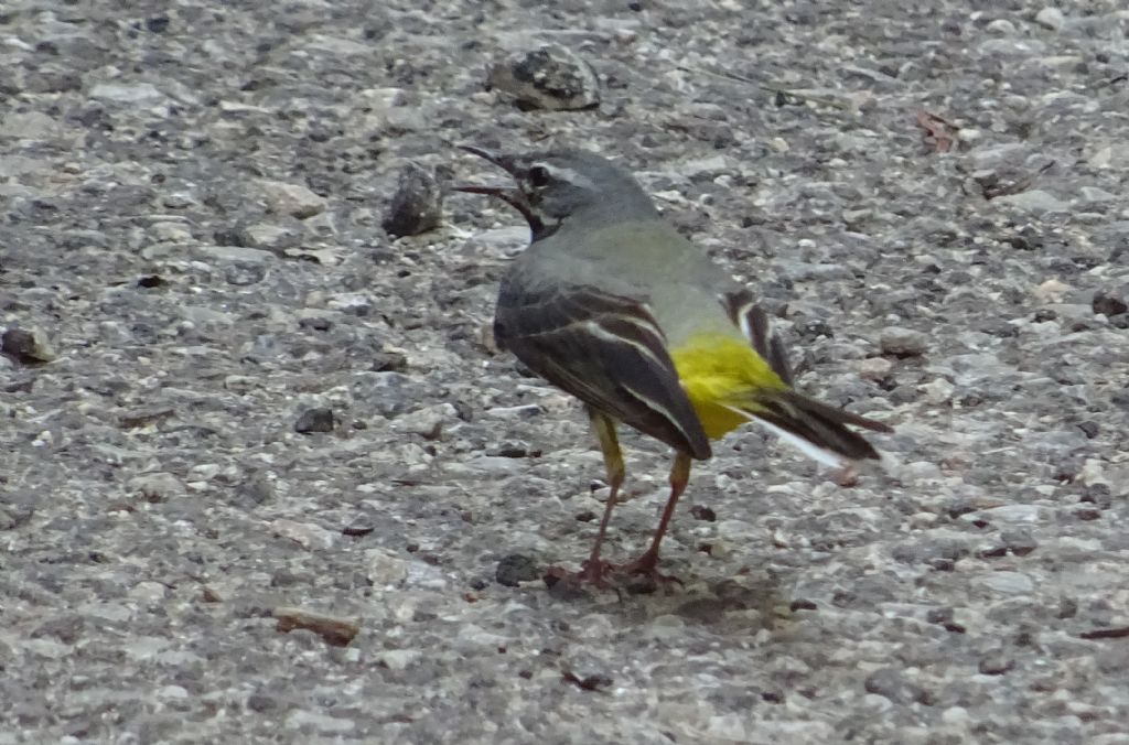 Motacilla cinerea